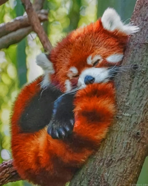 Red Panda Sleeping Painting By Numbers.png