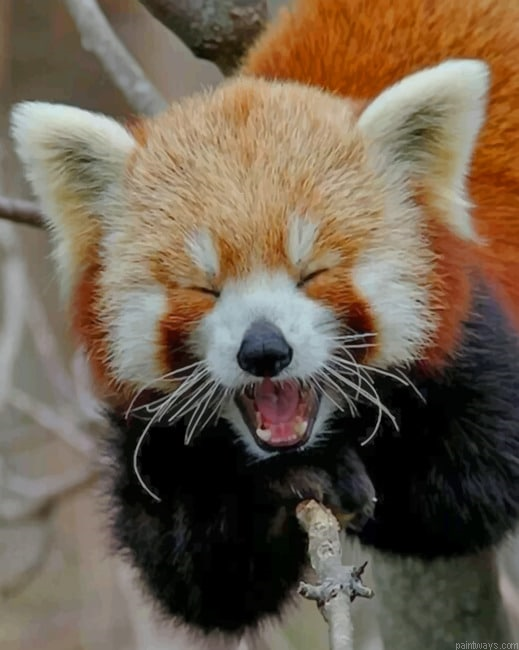 Red Panda Smile Painting By Numbers.png