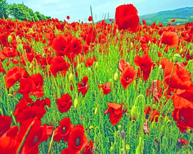 Red Poppy Field Flowers Painting By Numberss.png