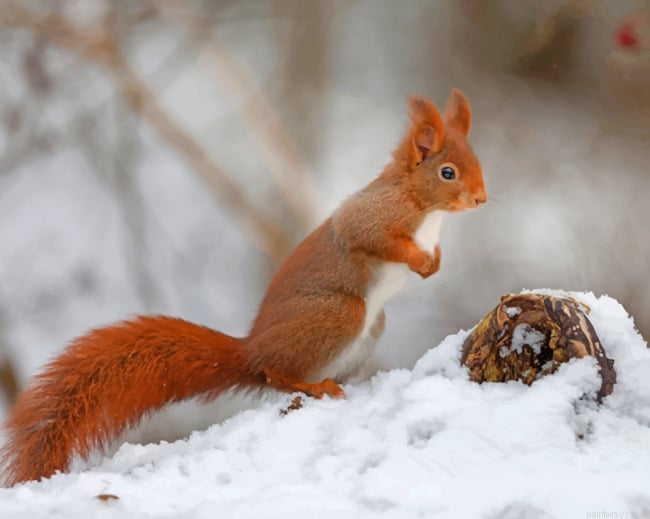 Red Squirrel In The Snow New Painting By Numberss.png