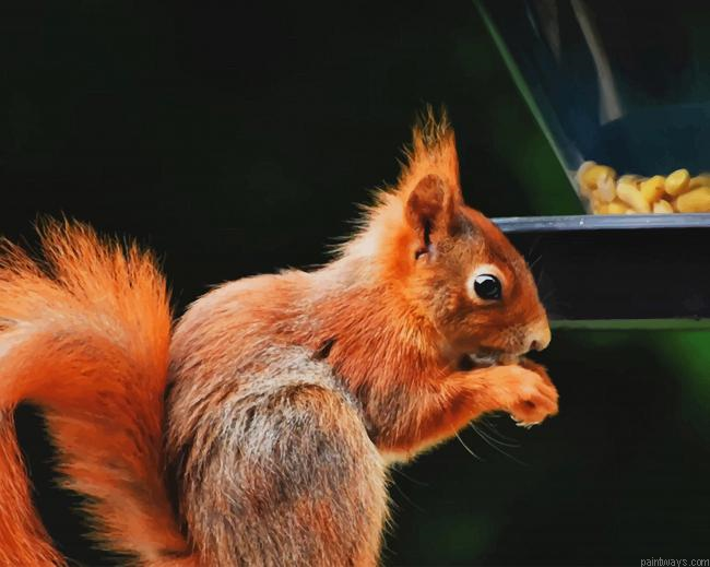 Red Squirrel New Painting By Numberss.png