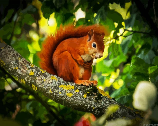 Red Squirrel On Tree Painting By Numberss.png