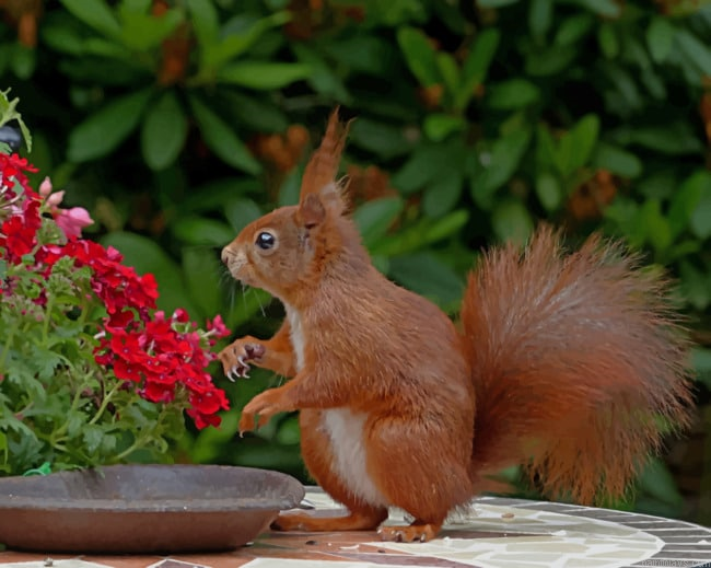 Red Squirrel Smelling Flowers Animals Painting By Numberss.png
