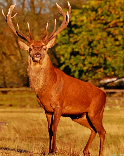 Red Stag Deer Painting By Numbers.png