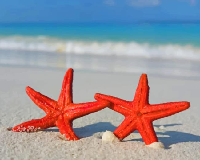 Red Starfishes Painting By Numberss.png