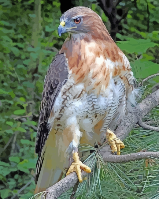 Red Tailed Hawk Painting By Numberss.png