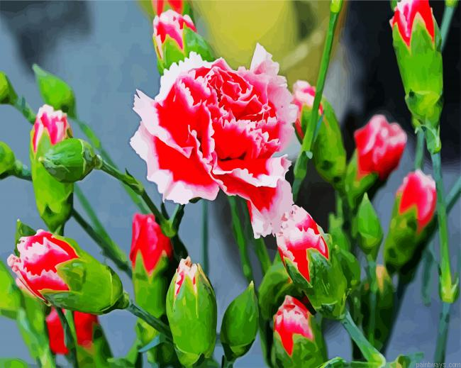 Red White Carnation Painting By Numberss.png