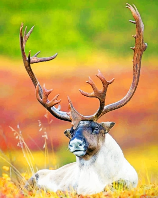 Reindeer Animals Painting By Numberss.png