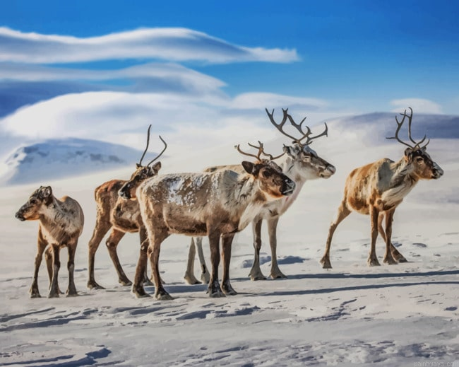 Reindeers Animals Painting By Numberss.png