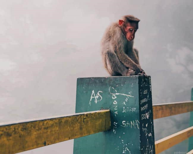 Rhesus Macaque Painting By Numbers.png