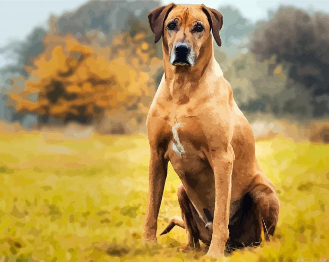 Rhodesian Ridgeback Dog Animal Painting By Numberss.png
