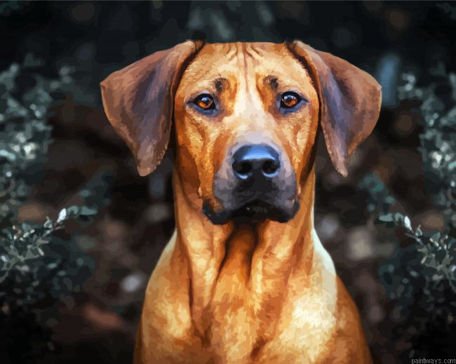Rhodesian Ridgeback Dog Head Painting By Numberss.png