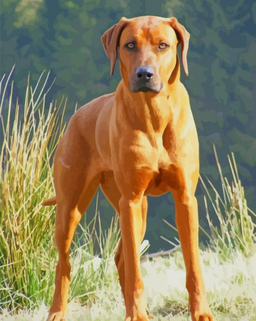 Rhodesian Ridgeback Dog New Painting By Numberss.png