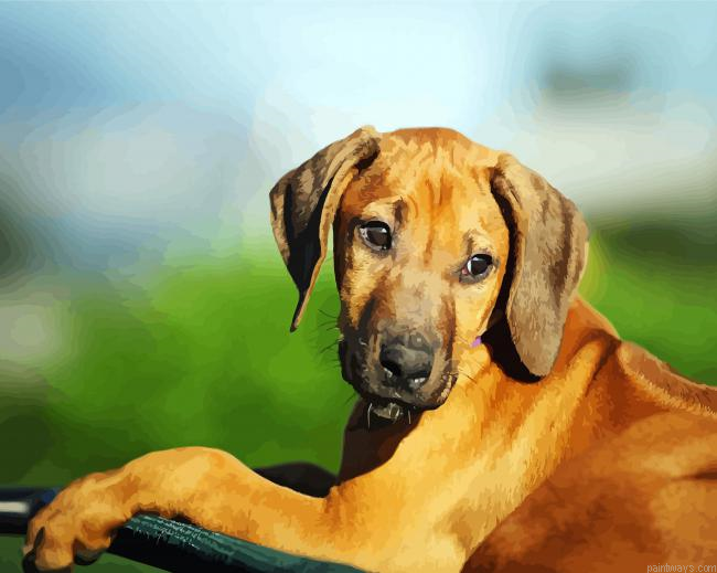 Rhodesian Ridgeback Puppy Animal Painting By Numberss.png