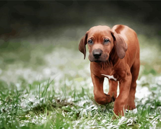 Rhodesian Ridgeback Puppy Dog Painting By Numberss.png