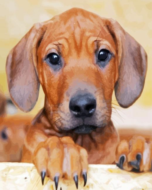 Ridgeback Puppy Painting By Numberss.png