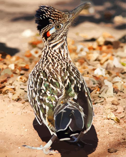Roadrunner Back Painting By Numberss.png