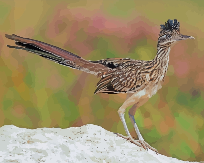 Roadrunner Bird Painting By Numberss.png