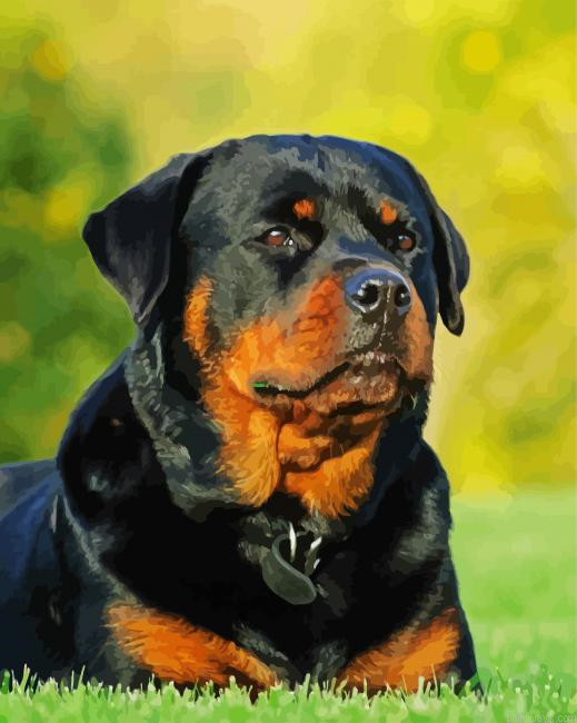 Rottweiler Dog Painting By Numberss.png