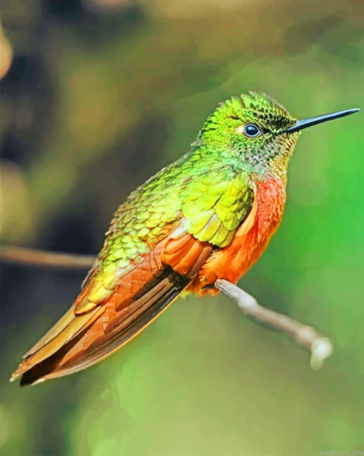 Rufous Hummingbird Birds Painting By Numberss.png