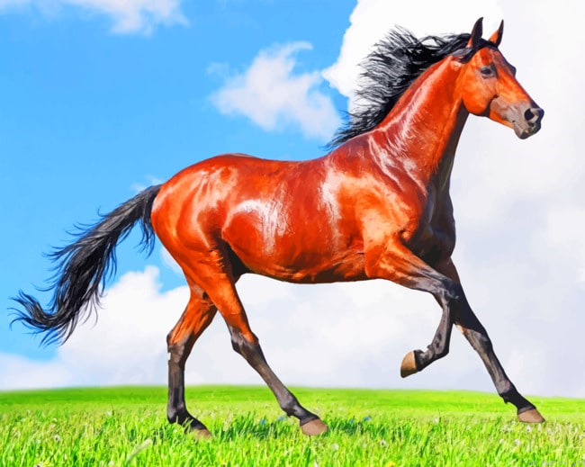 Running Horse Animals Paint By Number.png