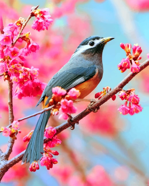 Sakura Tree With Bird Painting By Numberss.png