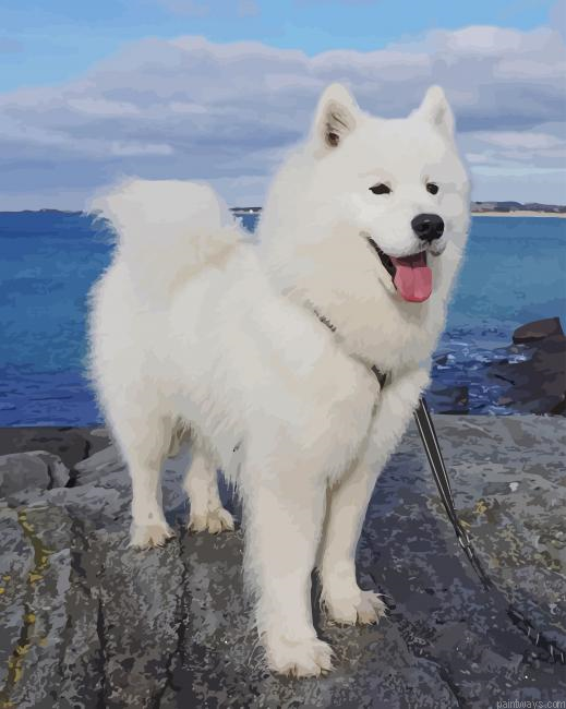 Samoyed Dog New Painting By Numberss.png