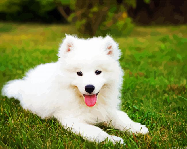 Samoyed Puppy Painting By Numberss.png