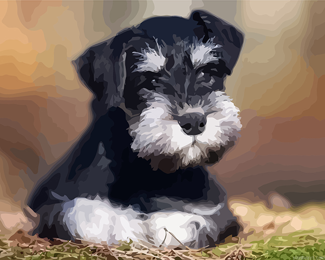 Schnauzer Pet Painting By Numbers.png