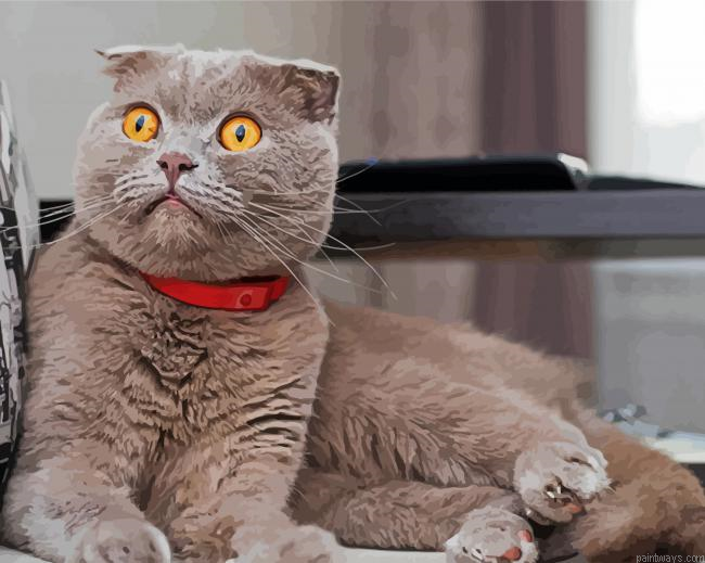 Scottish Fold Cat Painting By Numberss.png