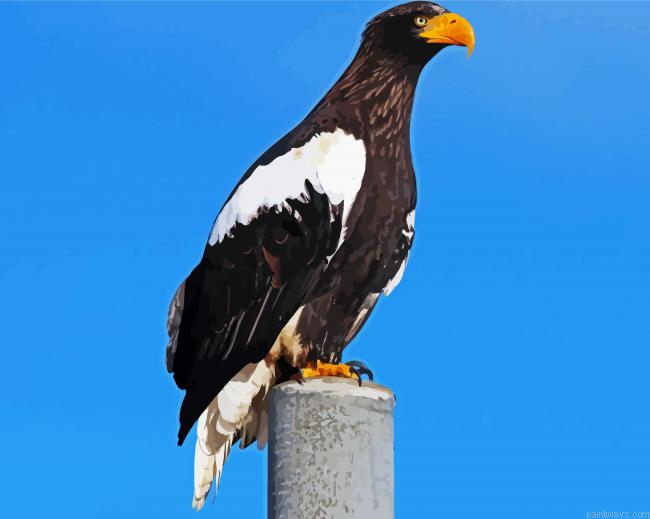 Sea Eagle Bird Painting By Numberss.png