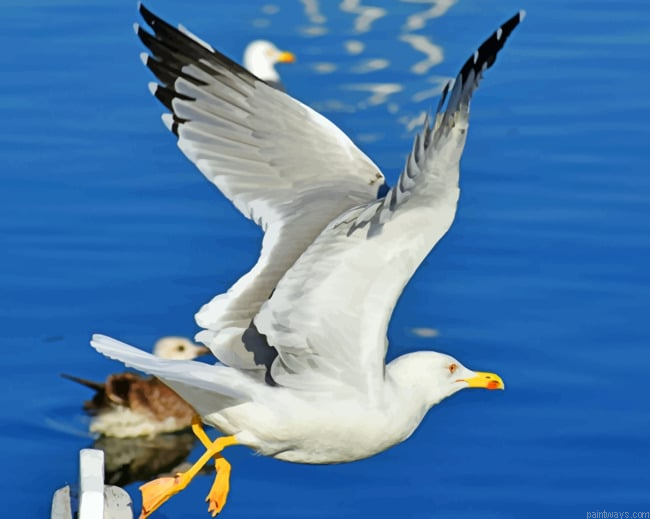 Sea Gull Flight Painting By Numberss.png