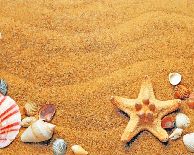 Sea Shells New Painting By Numberss.png
