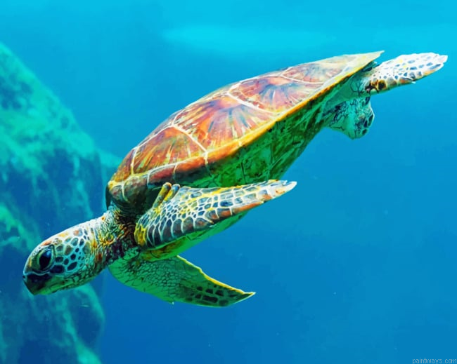 Sea Turtle Animals Painting By Numberss.png