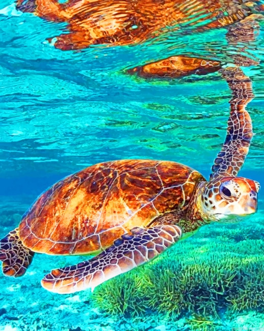 Sea Turtle Seascape Painting By Numberss.png