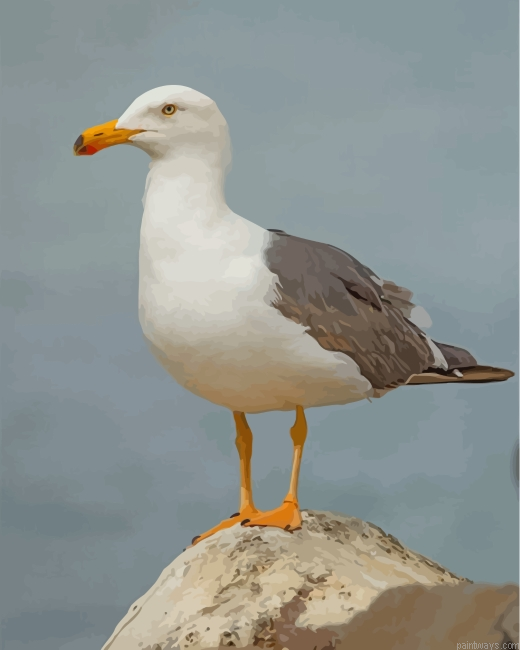 Seagull Bird Painting By Numbers.png