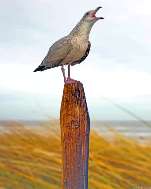 Seagull Bird Painting By Numberss.png
