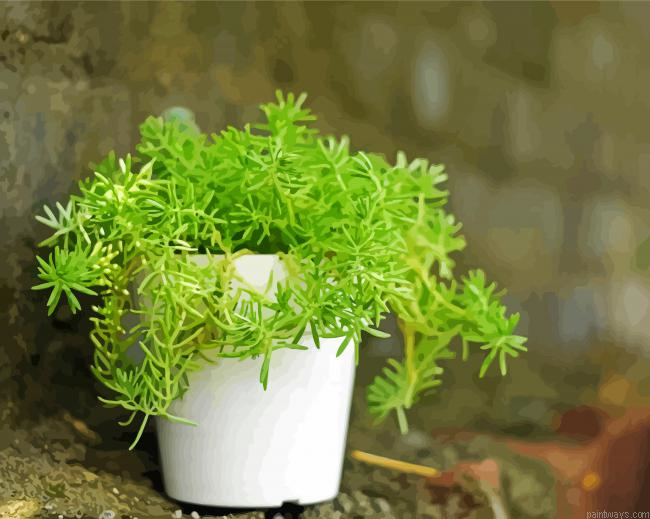 Sedum In White Pot Painting By Numberss.png