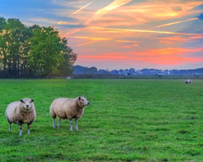 Sheep In A Landscape New Painting By Numberss.png