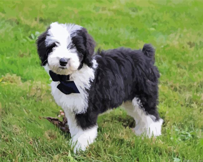 Sheepadoodle Dog Painting By Numberss.png