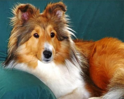 Sheltie Dog Painting By Numbers.png