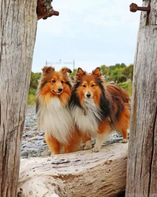 Shelties Dogs Painting By Numbers.png