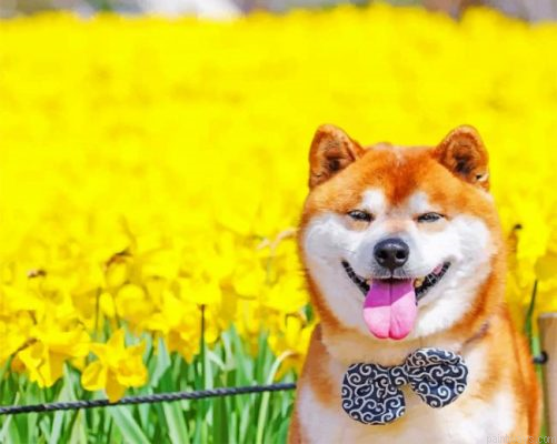 Shiba Inu Dog Painting By Numbers.png