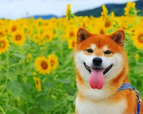 Shiba Inu In A Field Of Sunflowers Painting By Numbers.png