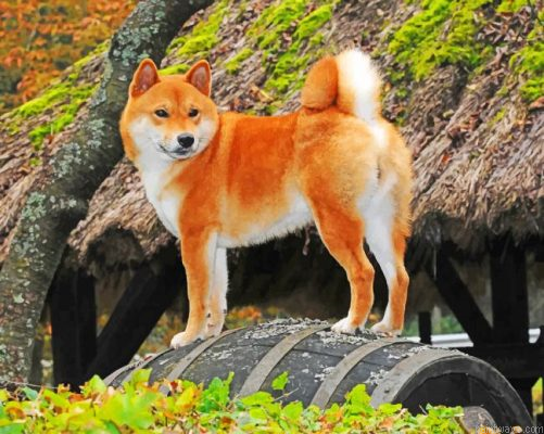 Shiba Inu Painting By Numbers.png