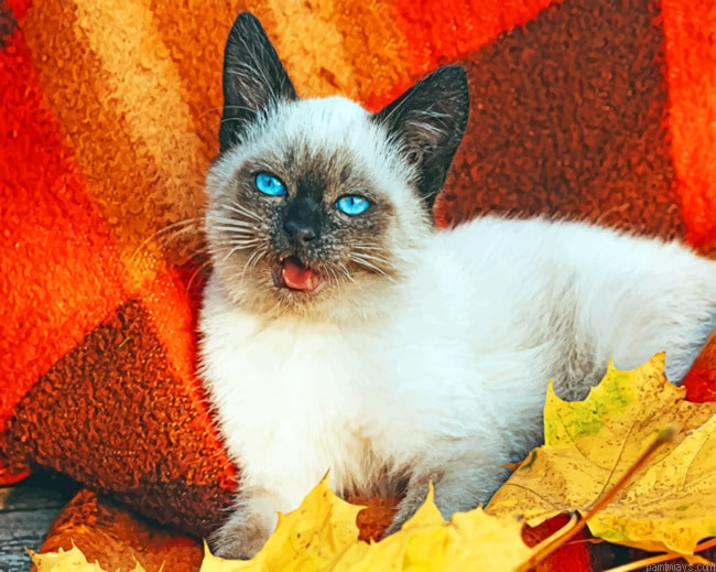 Siamese Cat Animals Painting By Numberss.png