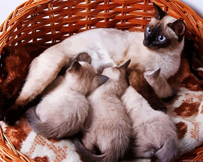 Siamese Cat With Kittens Painting By Numberss.png