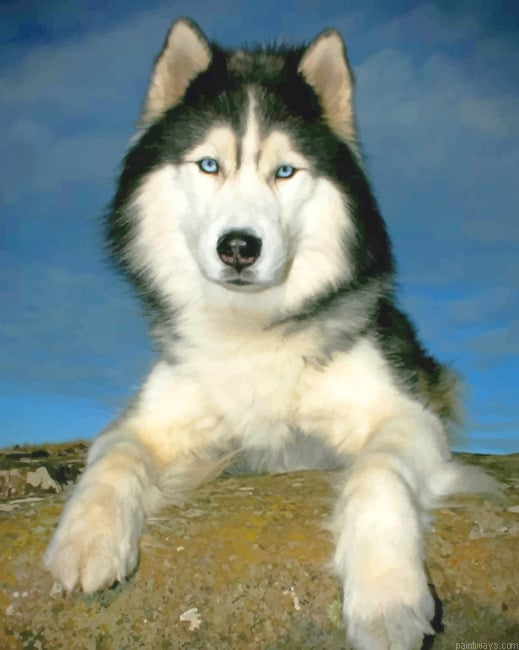 Siberian Husky Dogs Painting By Numberss.png