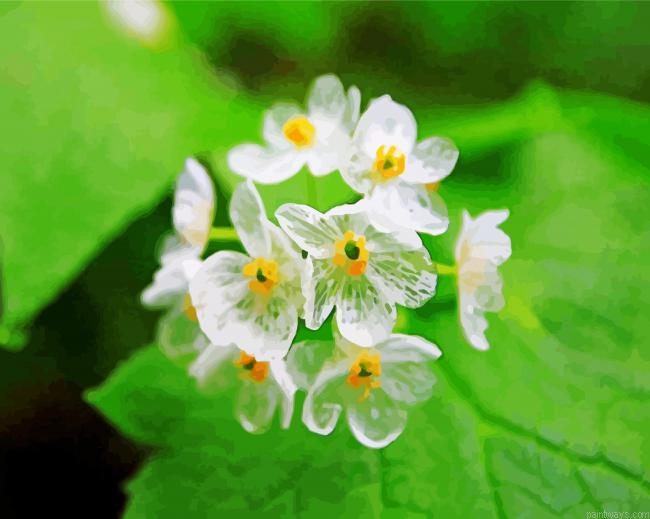 Skeleton Flowers Painting By Numberss.png