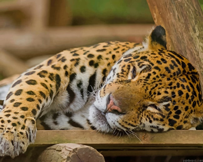 Sleeping Leopard Animals Painting By Numberss.png